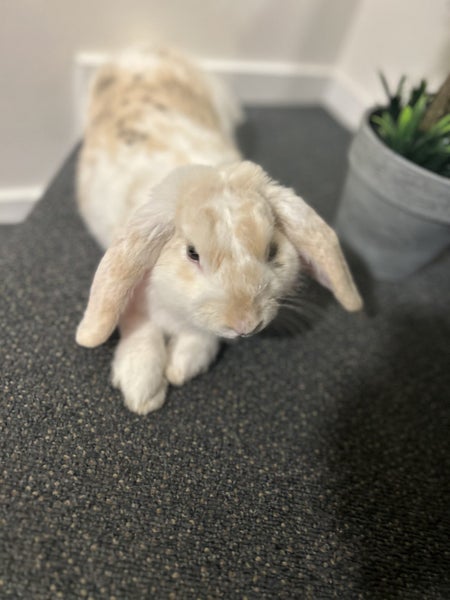 Mini Lop Rabbit – Looking for a New Home Carousel 2