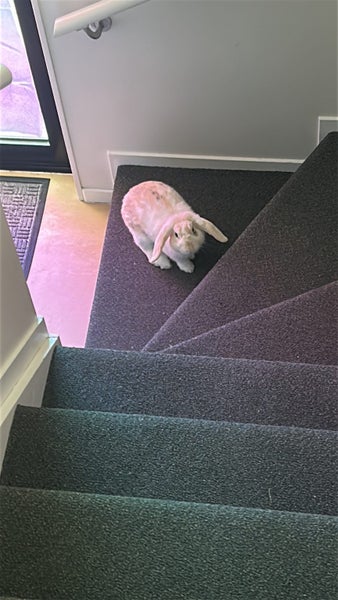 Mini Lop Rabbit – Looking for a New Home Carousel 3