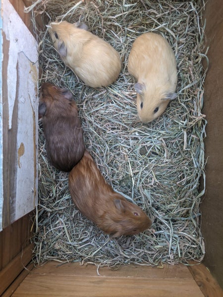 Guinea Pigs Carousel 1