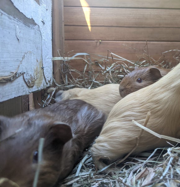 Guinea Pigs Carousel 5