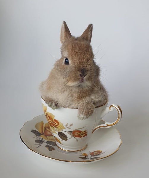 Gorgeous rabbits for sale, Jersey Wooly, Netherland Dwarf, pick up Helensville Carousel 1