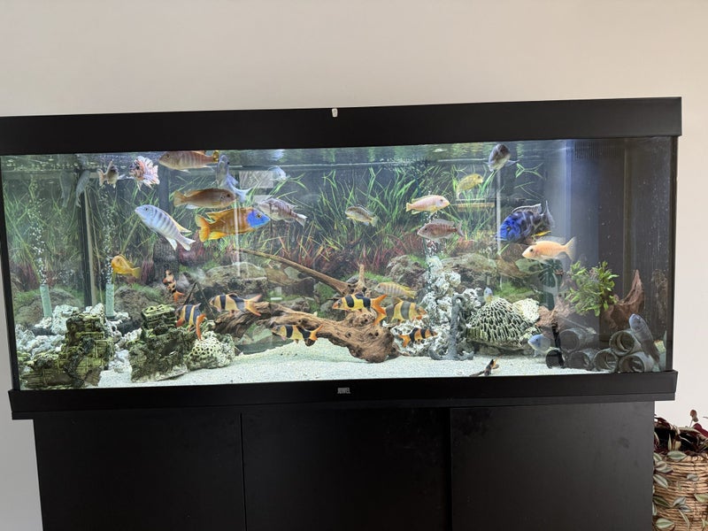 Juwel 450L full set up - CLOWN LOACHES Carousel 15