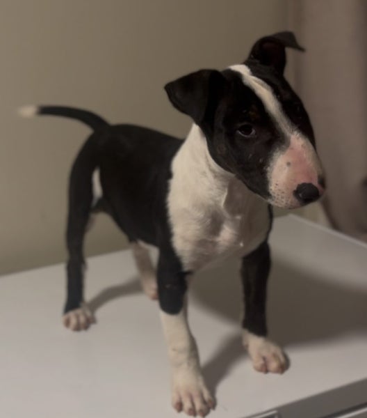 English bull terrier Carousel 1