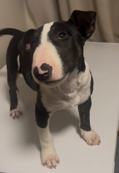 English bull terrier Carousel 2