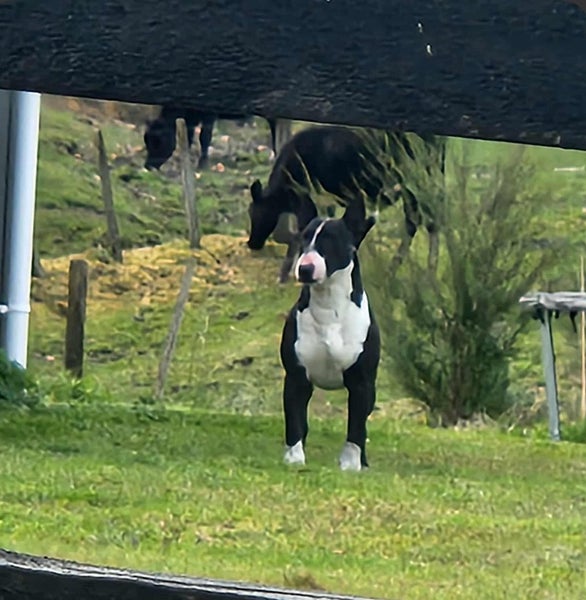 English bull terrier Carousel 8