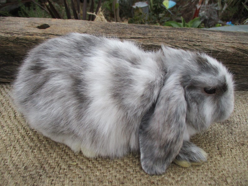 Mini Lop Rabbits Carousel 1