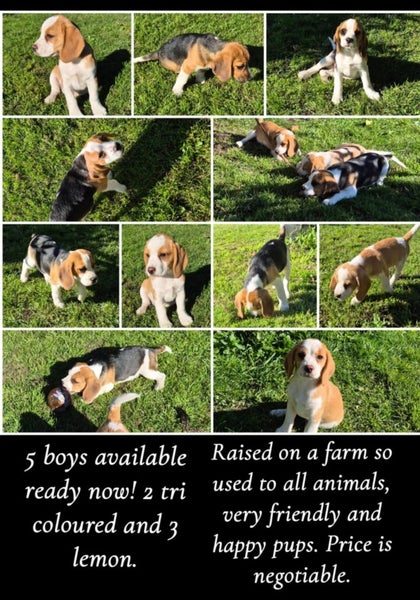 Beagle pups Carousel 1