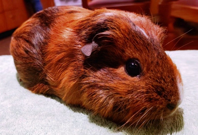 Guinea Pigs, Attractive and Healthy Carousel 1