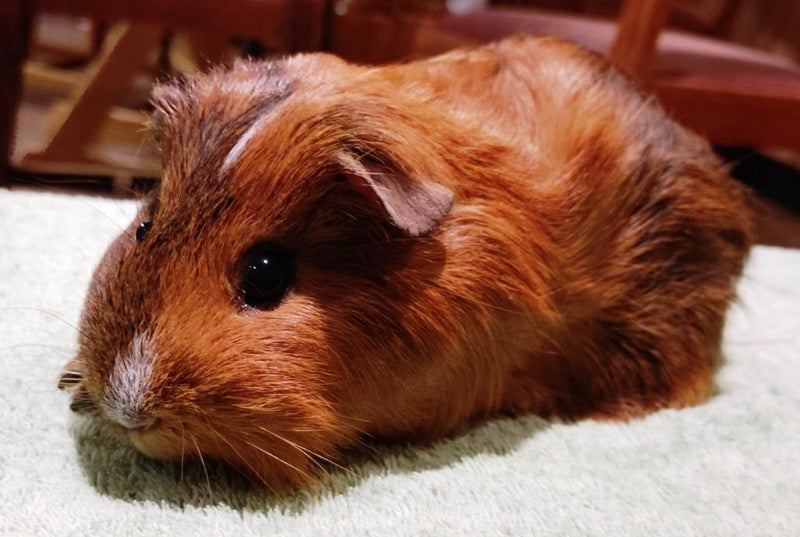 Guinea Pigs, Attractive and Healthy Carousel 2