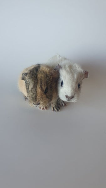 Gorgeous Baby Guinea Pigs, pick up Helensville Carousel 20