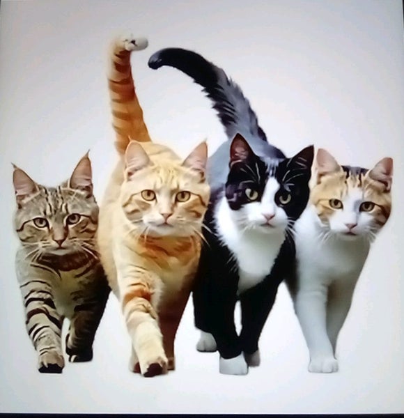 THE CATTAGE-Stunning Cat Heat Transfer For T Shirts, Bags Etc Bring Uniqueness Carousel 1
