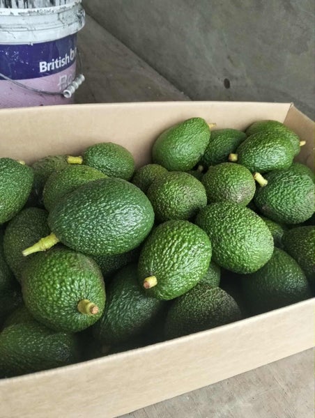 Avocados 80cents ea. for 300 or more Carousel 1