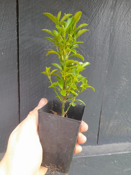 Euonymus Emerald Gem Carousel 1