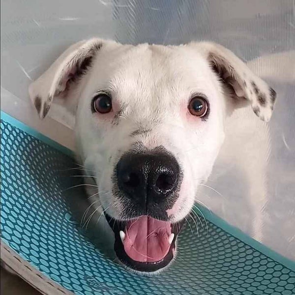 Casper (Paws Awhile Animal Sanctuary) Carousel 1