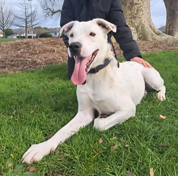 Casper (Paws Awhile Animal Sanctuary) Carousel 2