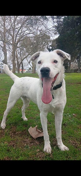 Casper (Paws Awhile Animal Sanctuary) Carousel 7