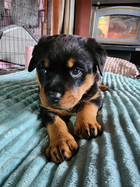 Rottweiler puppy Carousel 2