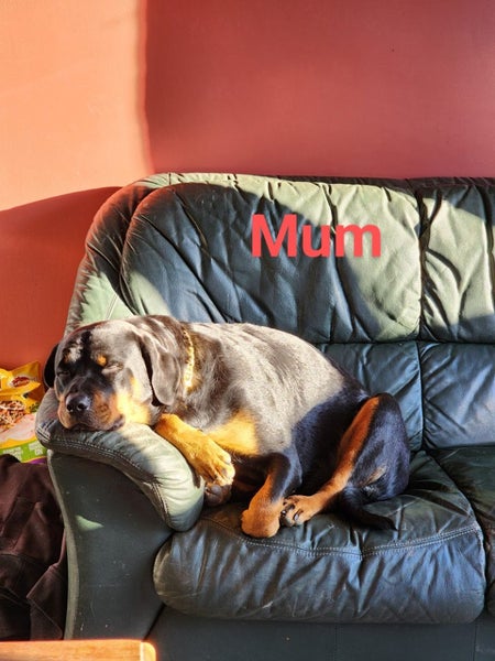 Rottweiler puppy Carousel 7
