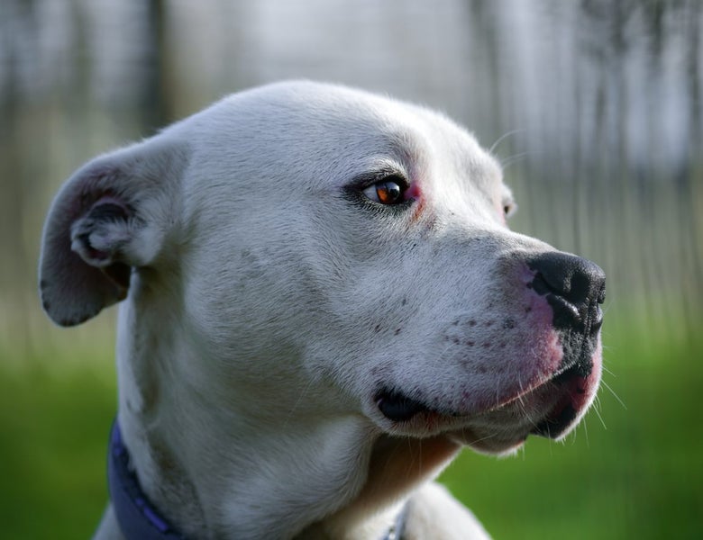 Ringo - 3 years old English Bulldog x, medium size, would prefer a male owner Carousel 9
