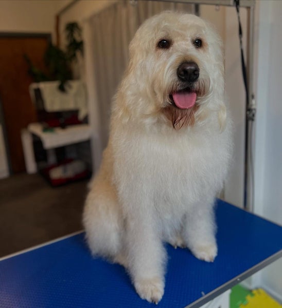 Loving pet to rehome Carousel 2