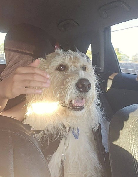 Loving pet to rehome Carousel 5