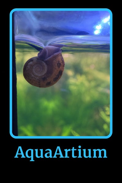 Ramshorn Snails Carousel 1