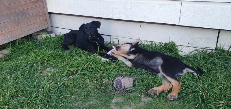 Pound Paws Rescue - Tank, Huntaway pup, Rangiora Carousel 2