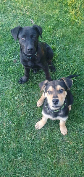 Pound Paws Rescue - Tank, Huntaway pup, Rangiora Carousel 3