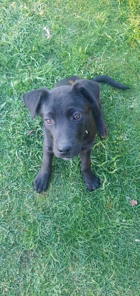 Pound Paws Rescue - Tank, Huntaway pup, Rangiora Carousel 1