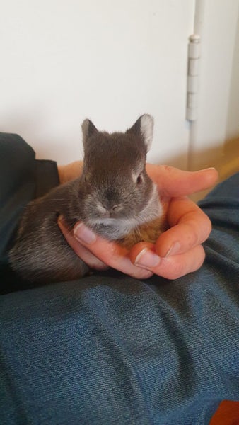 Baby Netherland Dwarf rabbits, pick up Helensville. Ready 26 May Carousel 2