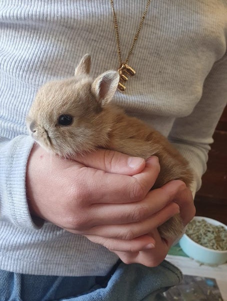 Baby Netherland Dwarf rabbits, pick up Helensville. Ready 26 May Carousel 1