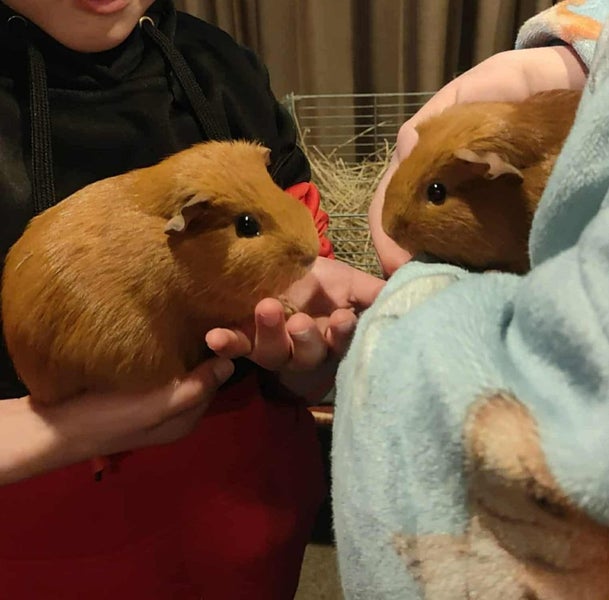 Two guinea pigs and large hutch and carrier Carousel 3