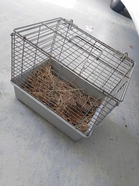 Two guinea pigs and large hutch and carrier Carousel 2