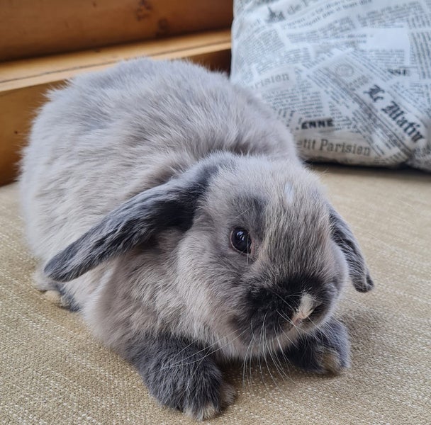 Minilop Bunny Carousel 1