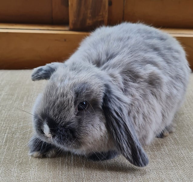 Minilop Bunny Carousel 2