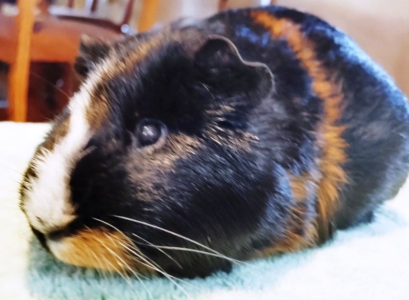Guinea Pigs, Attractive and Healthy Carousel 6