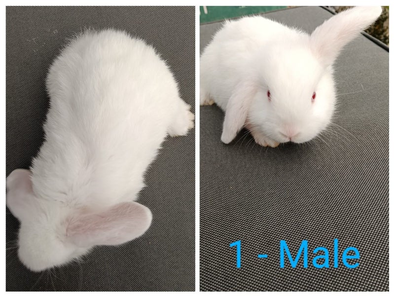 Purebred Minilop Rabbits Carousel 2