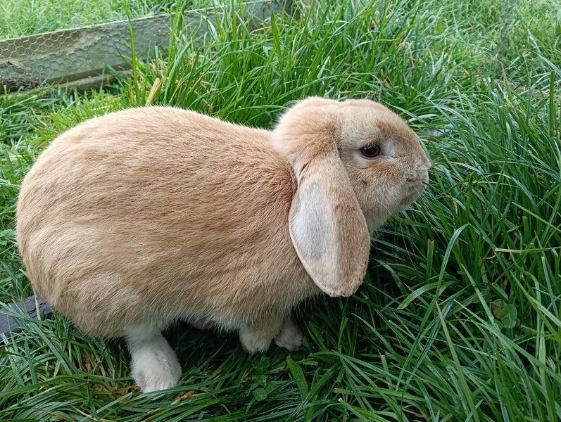 Purebred Minilop Rabbits Carousel 10