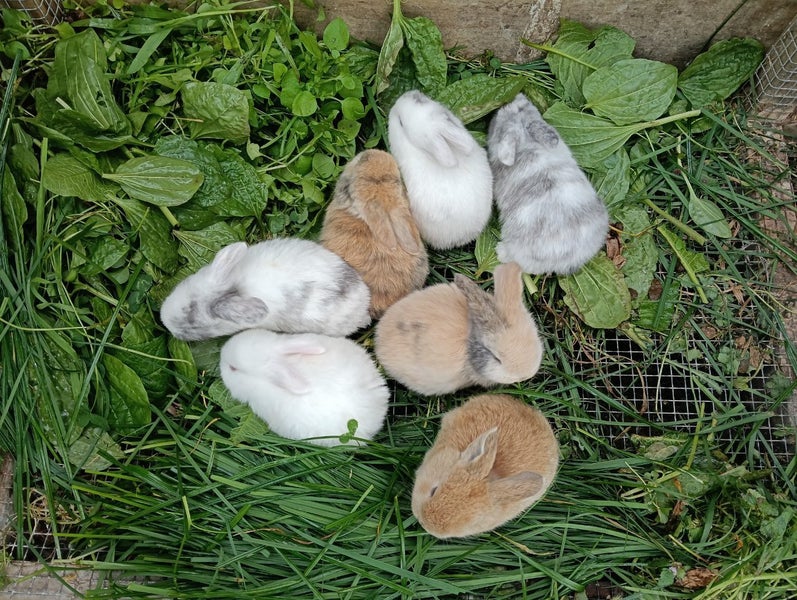 Purebred Minilop Rabbits Carousel 1
