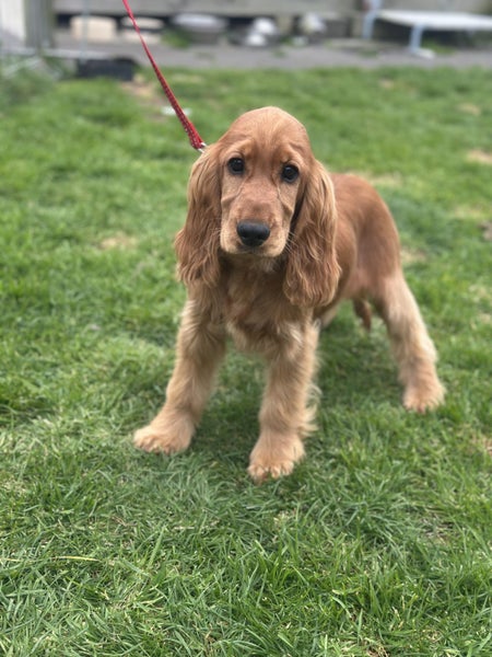 Cocker Spaniel Carousel 1