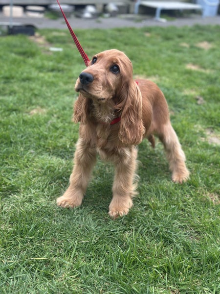Cocker Spaniel Carousel 2