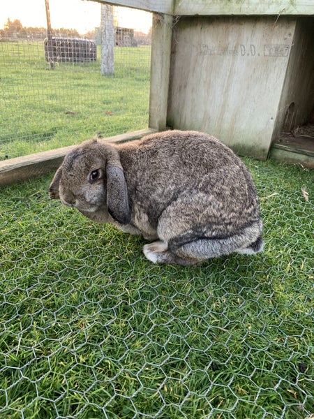 Rabbits Carousel 2