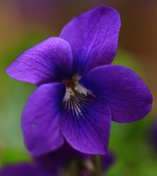 Violet Otaki Violet one of the best flowering scented violets Carousel 1