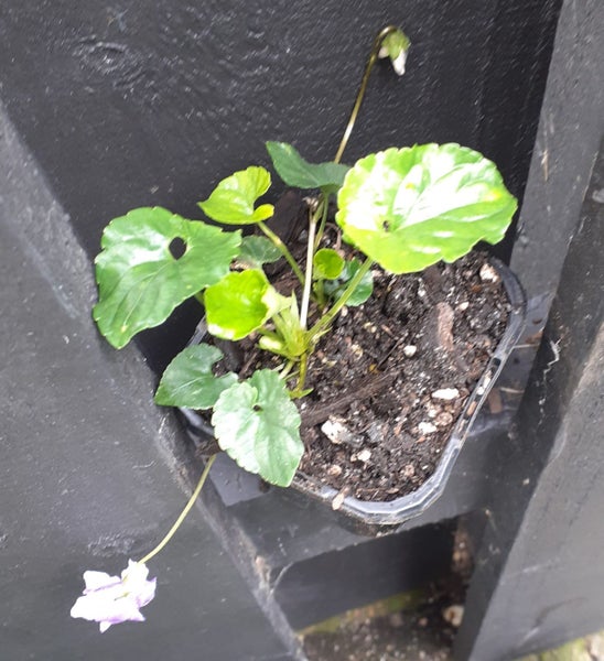 Violet Otaki Violet one of the best flowering scented violets Carousel 2