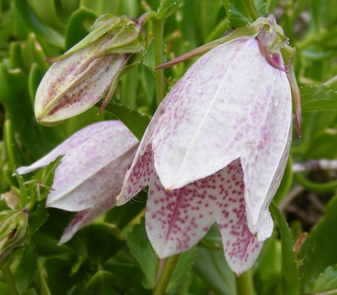 Campanula Elizabeth bellflower seeds pink and white freckled flowers Carousel 1