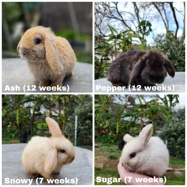 Pure Bred Mini Lop Bunnies - Available Now Carousel 1