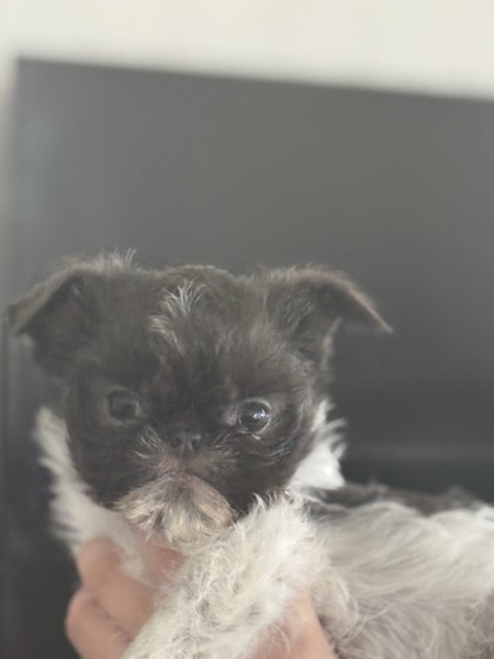 Blue Brussels Griffon puppies Carousel 9