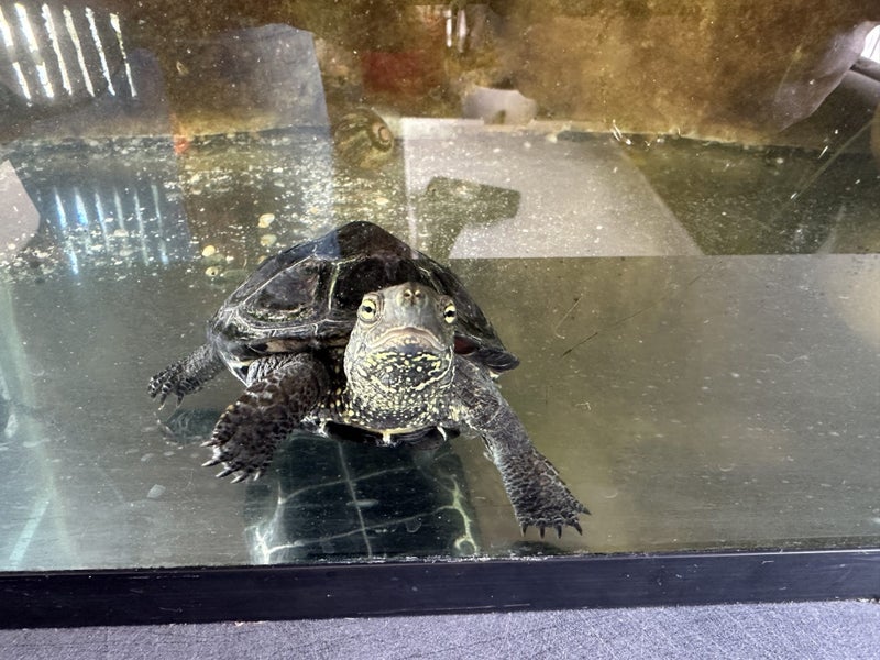 Male Reeves Turtle and setup Carousel 1