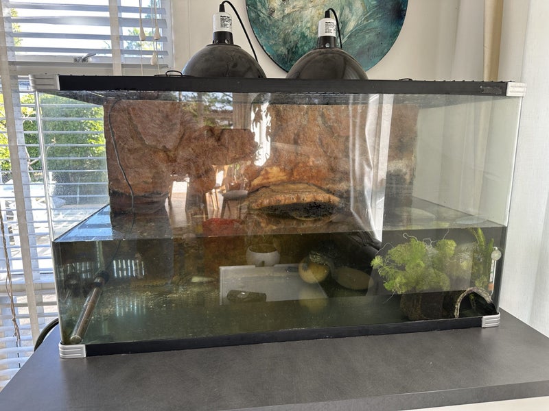 Male Reeves Turtle and setup Carousel 2