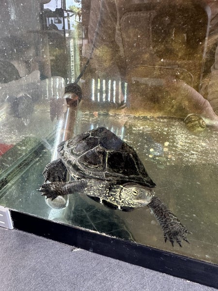Male Reeves Turtle and setup Carousel 4